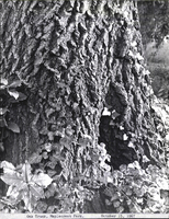 Photo only available in the library